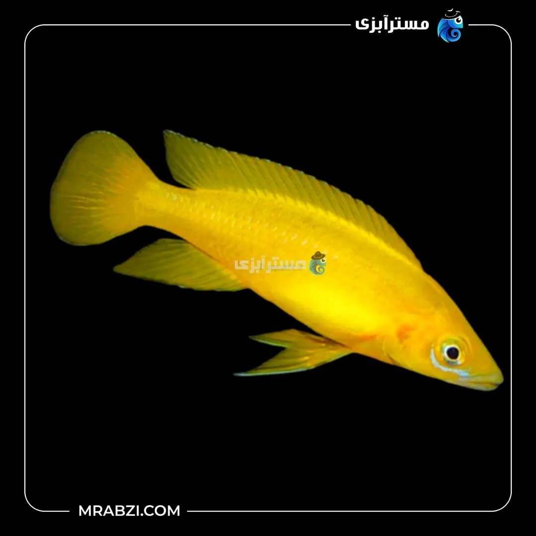 سیچلاید للوپی
