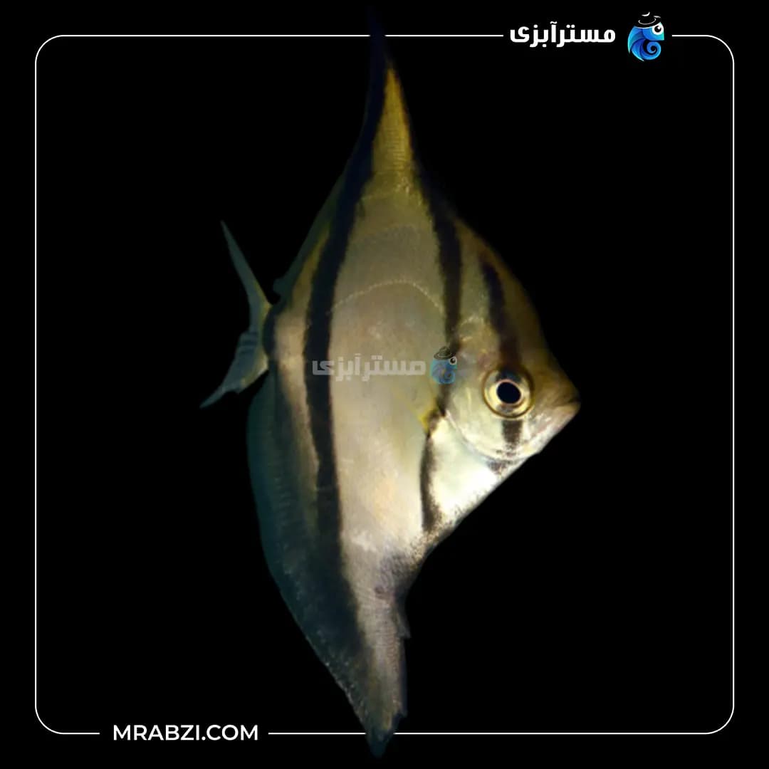 تایگر مونو درشت