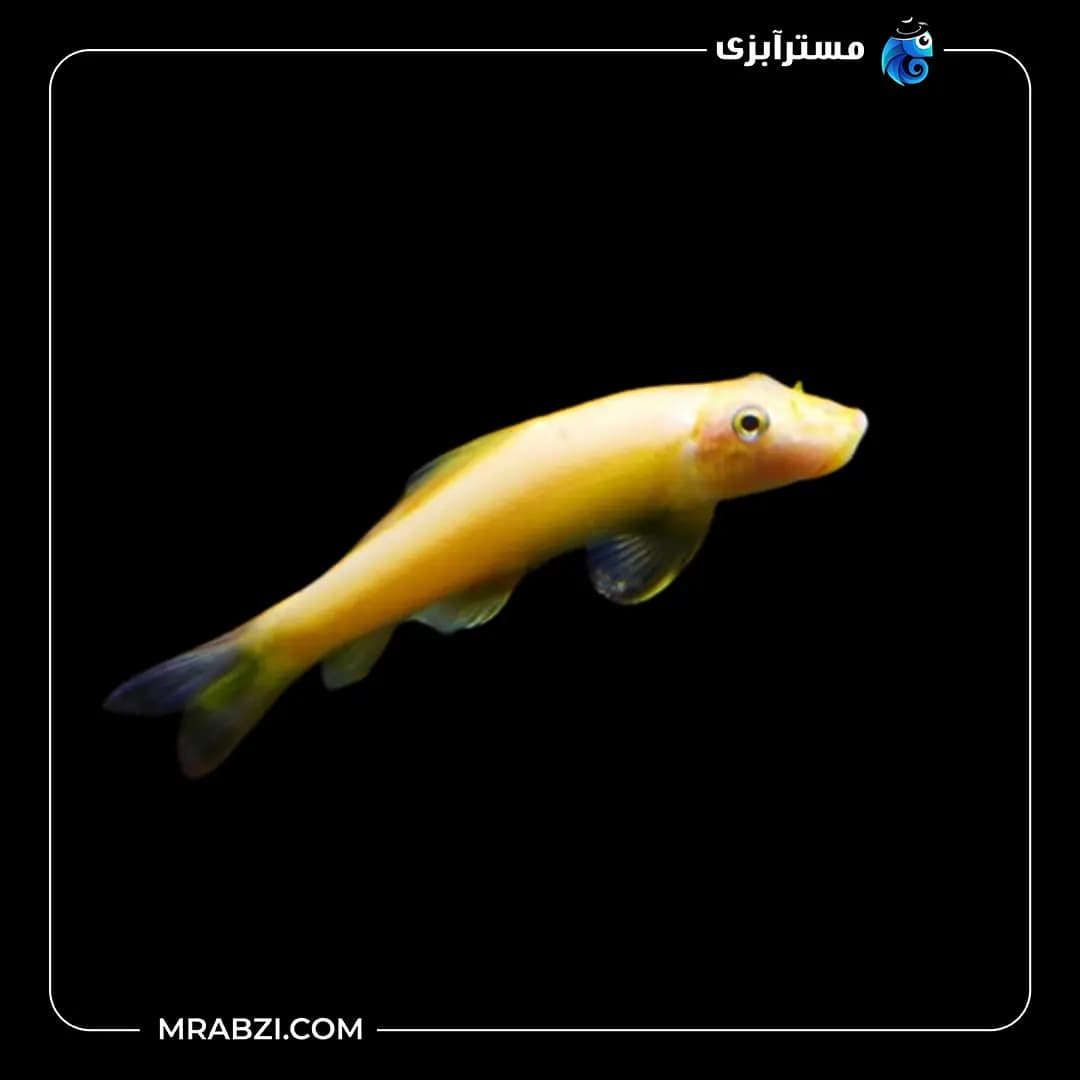 کت برنز آلبینو