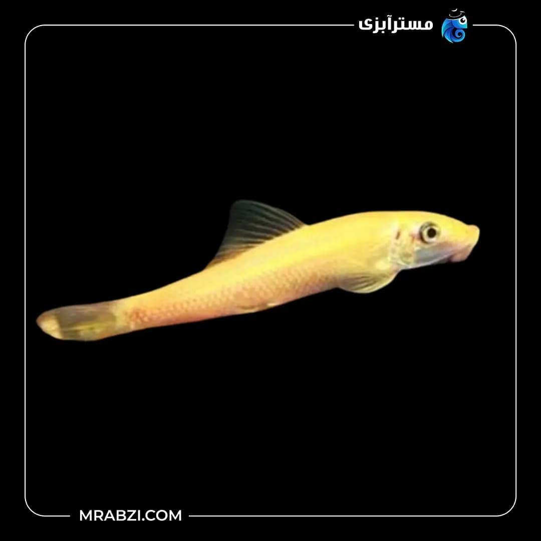 کت برنز