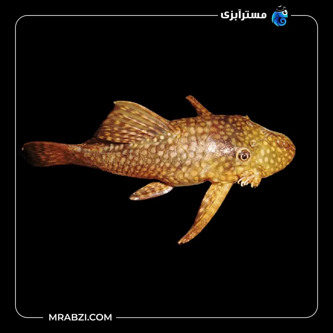 کت معمولی(لجن خوار)