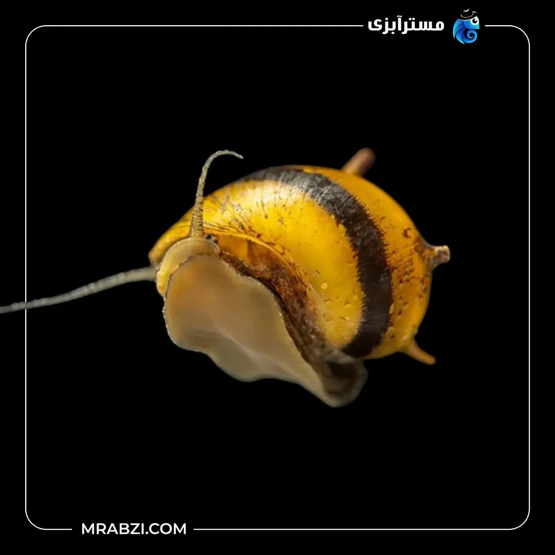حلزون شاخدار