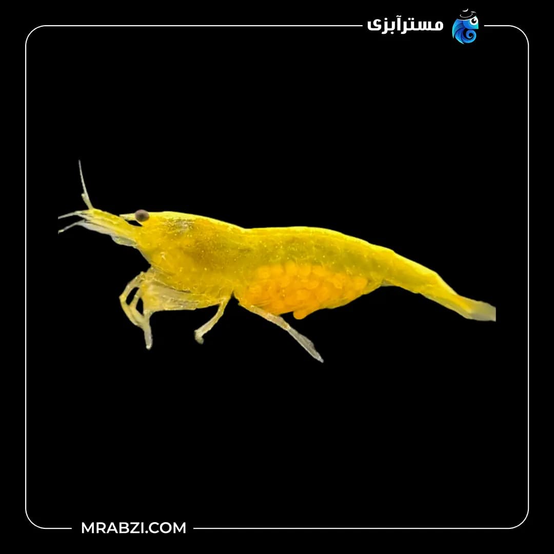 میگو شریمپ یلو گلدن لاین