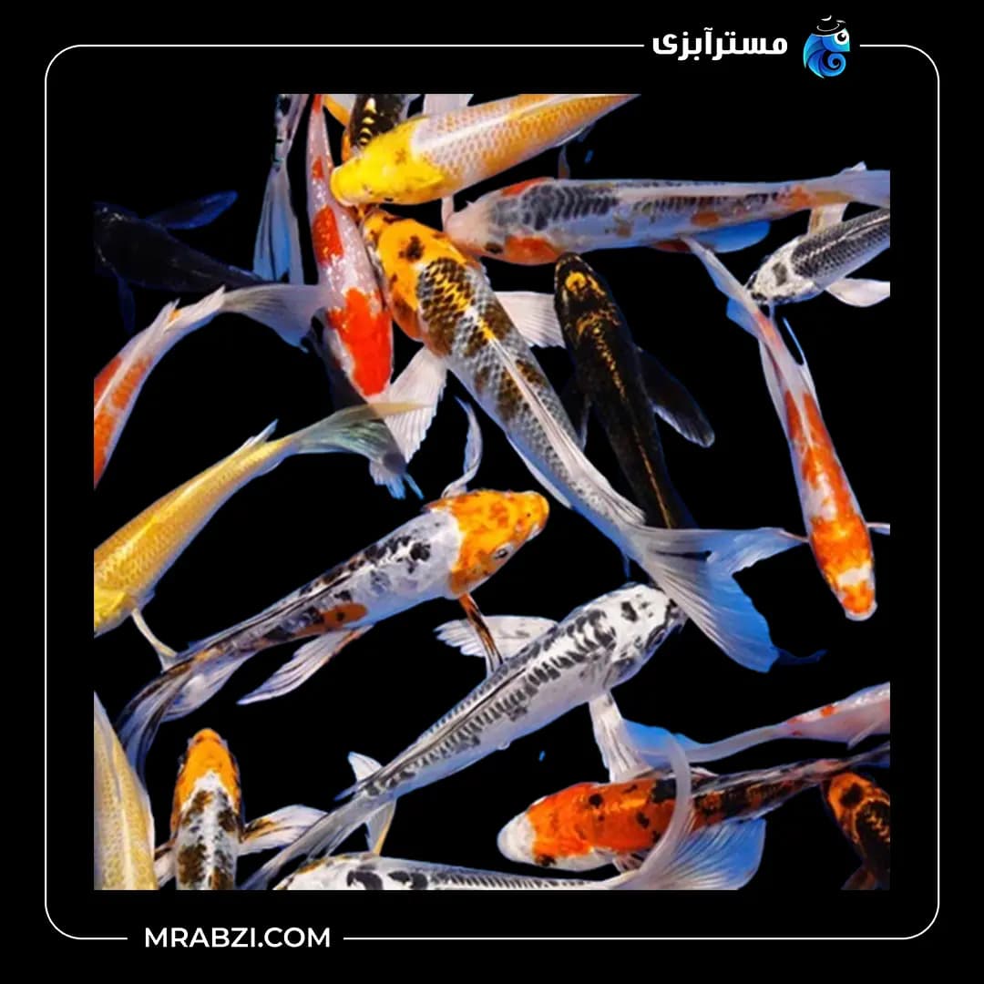 ماهی کوی پوست چرم باله بلند