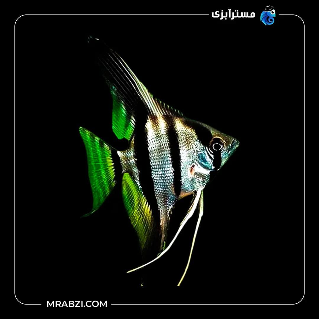 ماهی آنجل سه خط