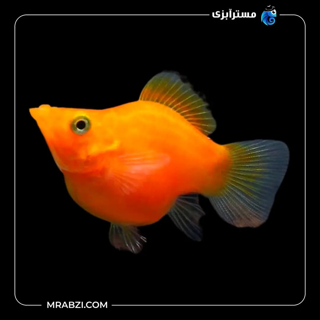 مولی بالن نارنجی