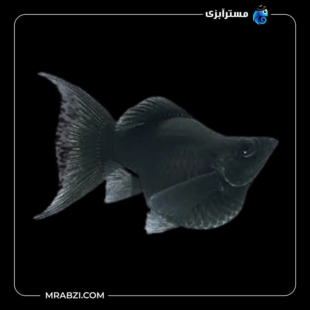 مولی بالن مشکی