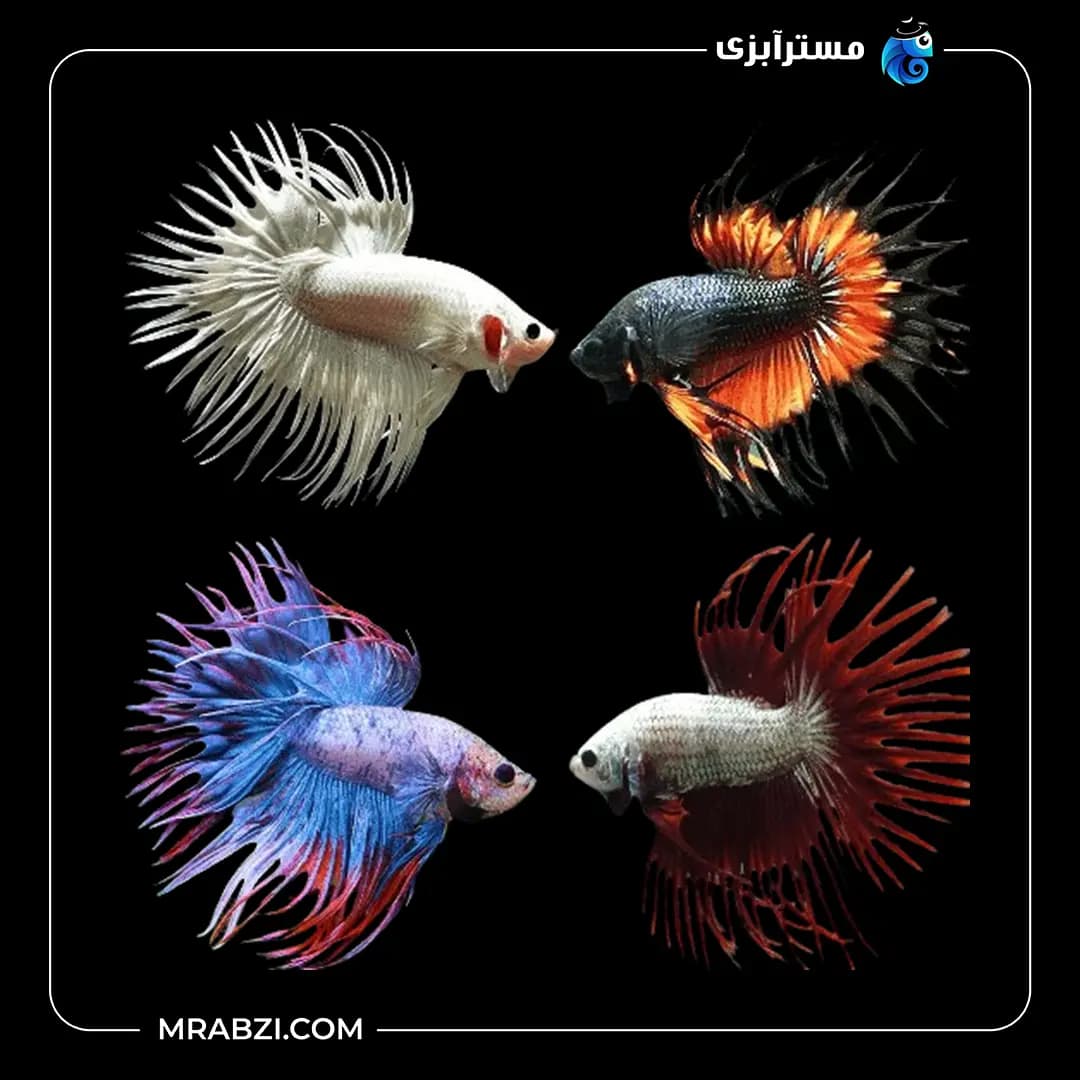 فایتر دم ریش