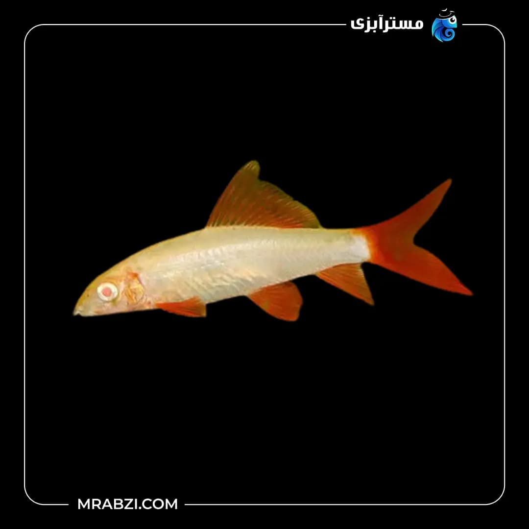 گلدن شارک