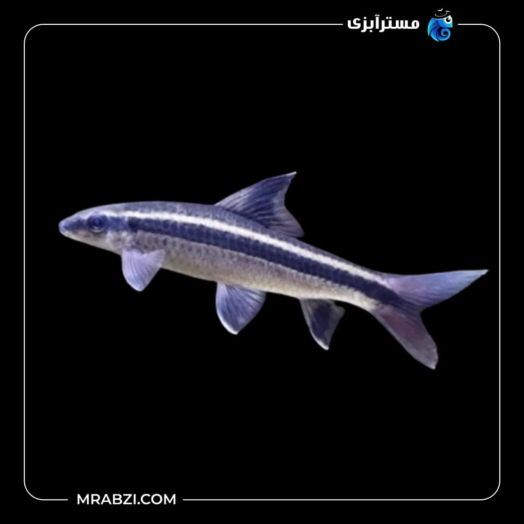 شارک فوکس