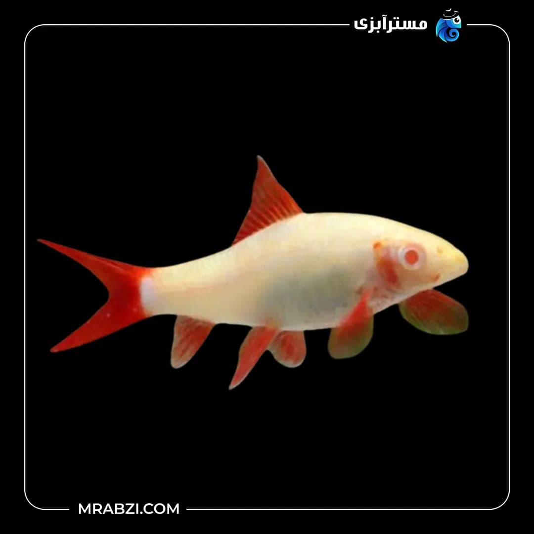 شارک کرم