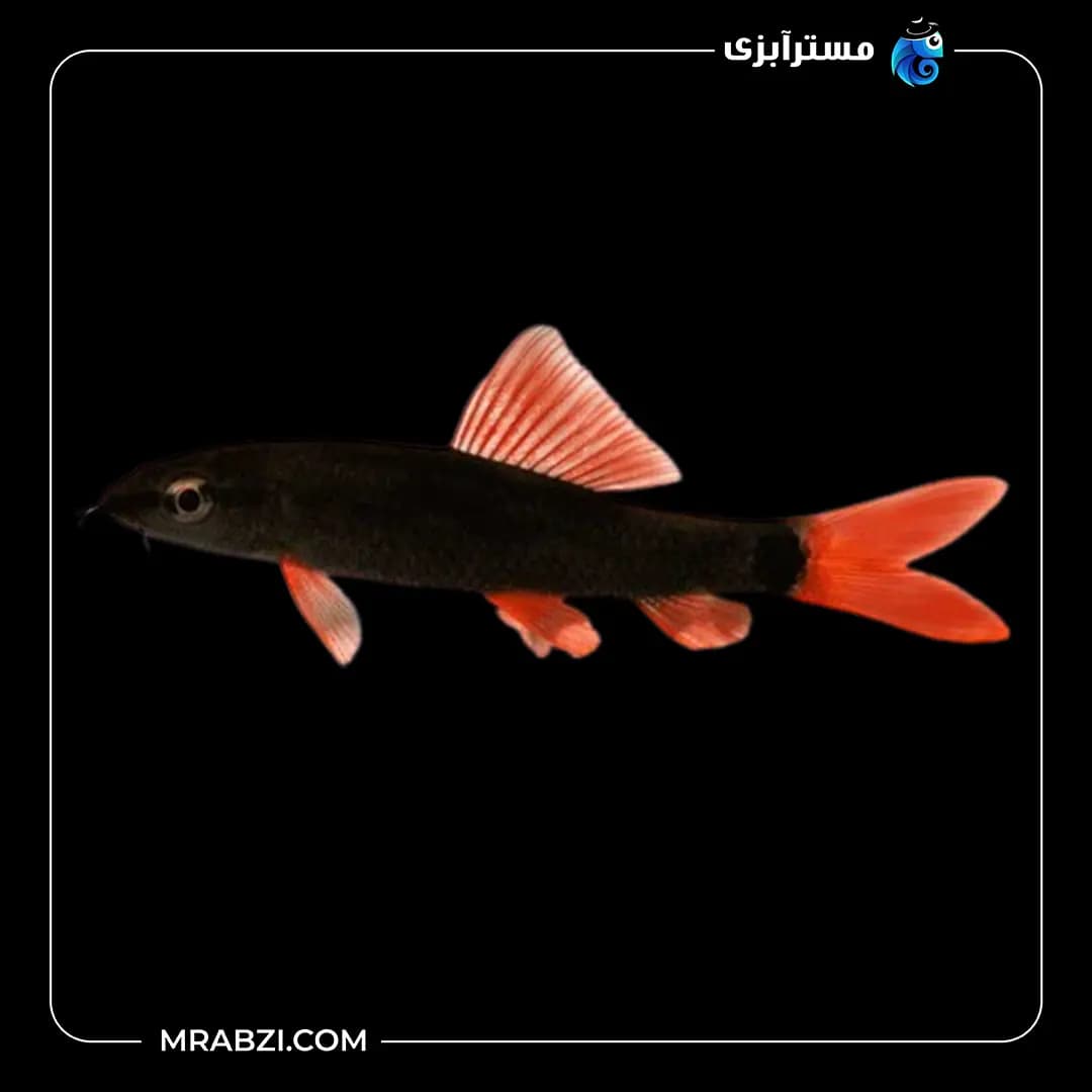 شارک رمبو