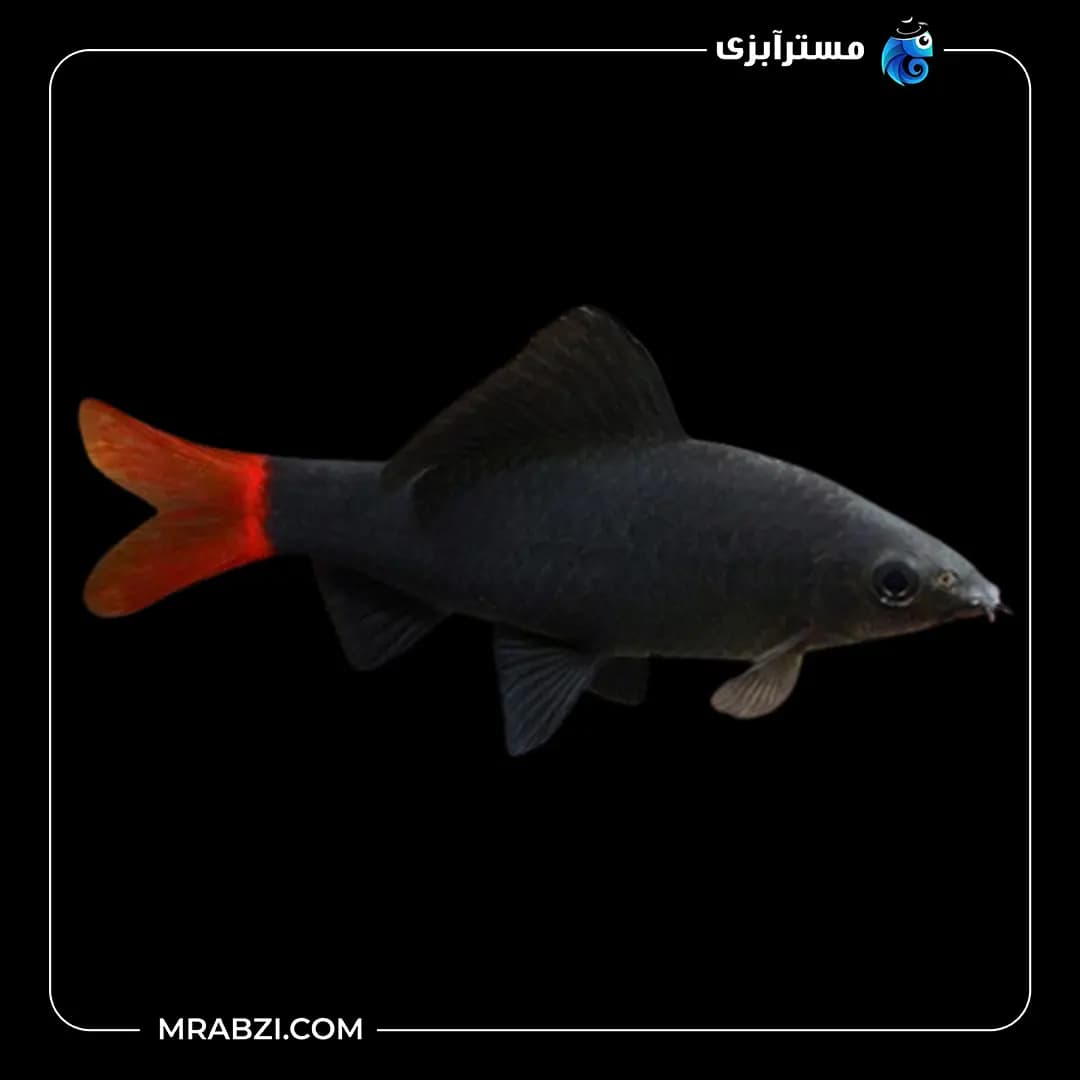 شارک دم قرمز