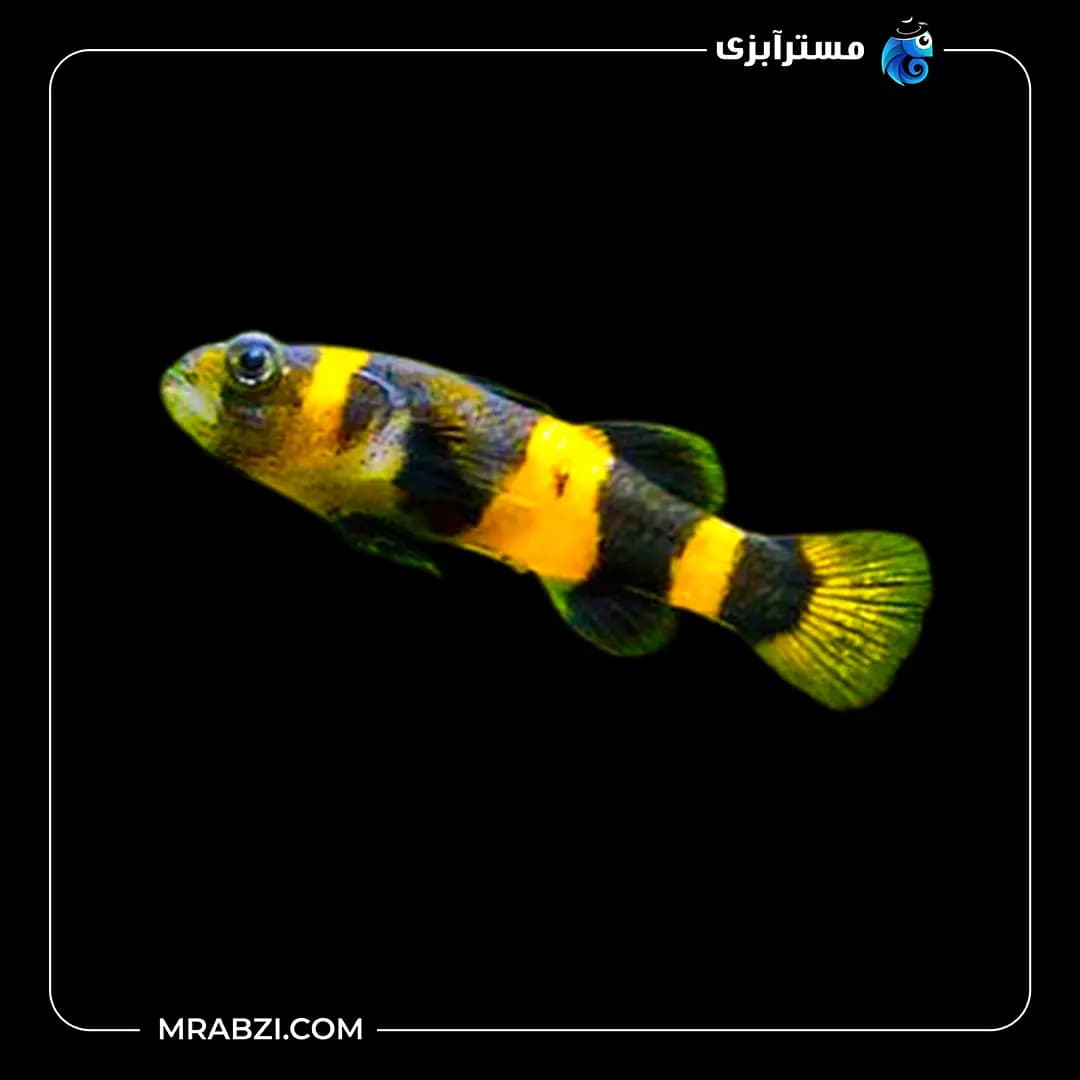 گابی زنبوری