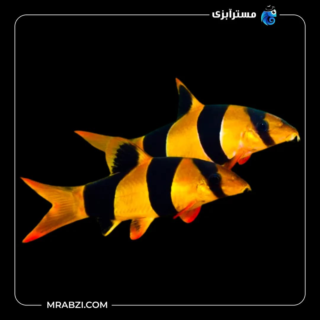 لوچ دلقک