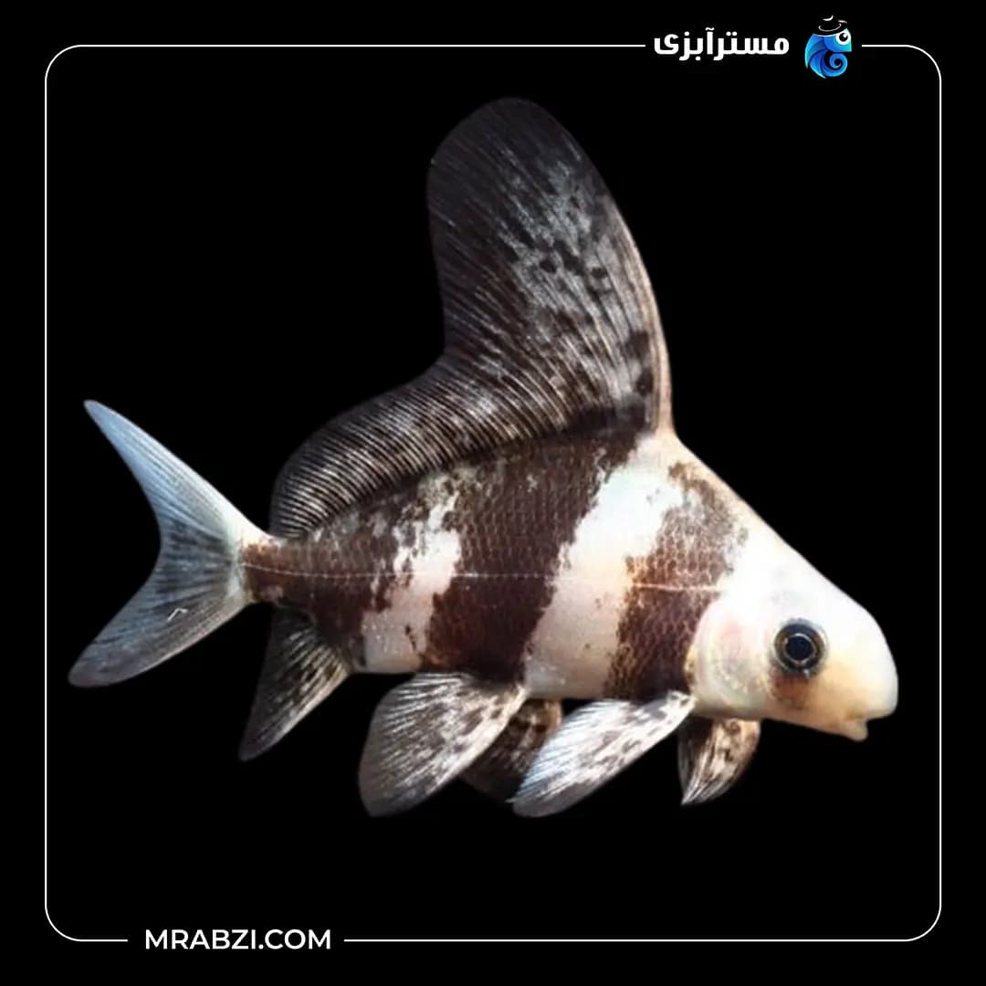 پوزه خرگوشی