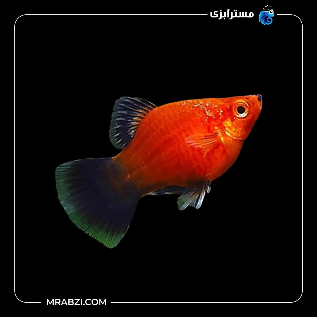پلاتی قرمز دم مشکی