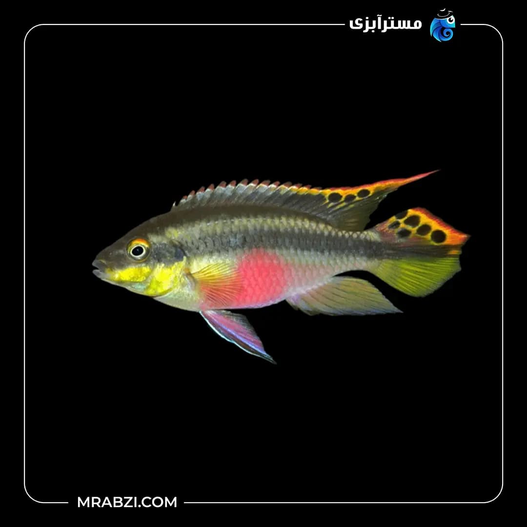 کربنسیس