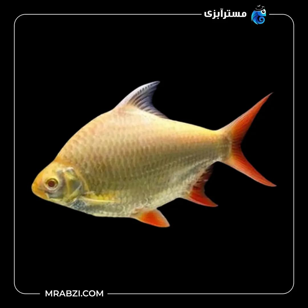 بارب حلب آلبینو