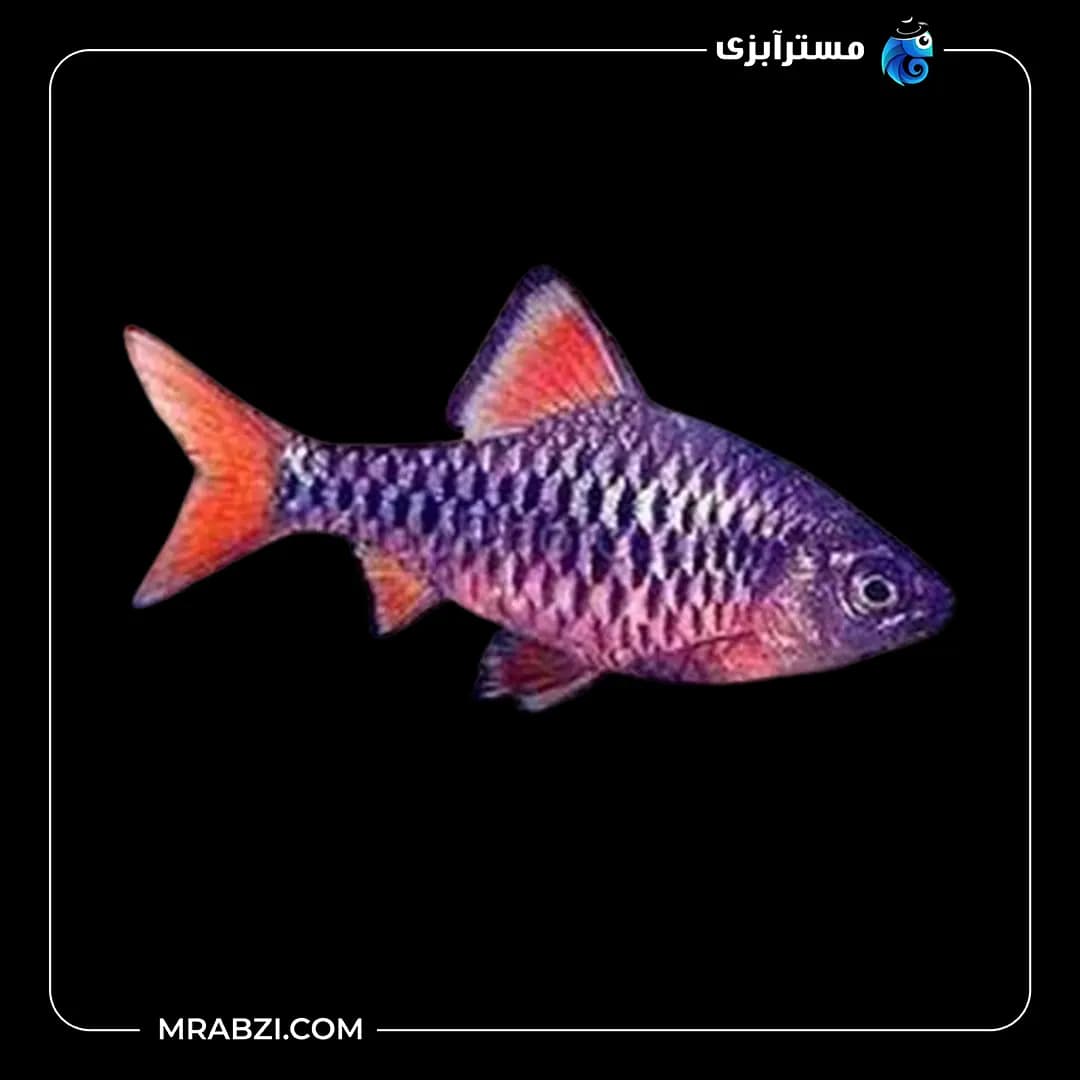 چکرد بارب