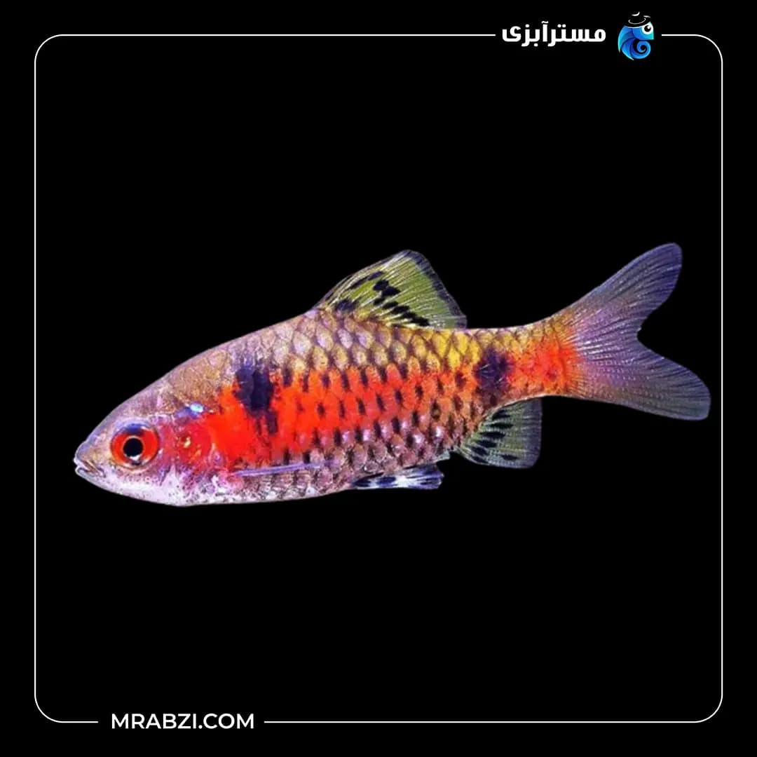 اودسا بارب