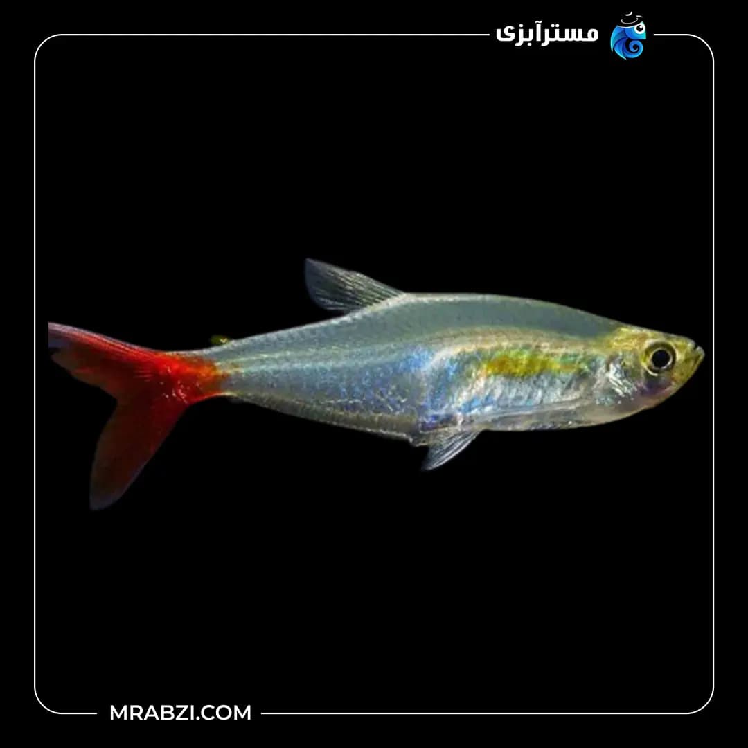 تترا دم قرمز