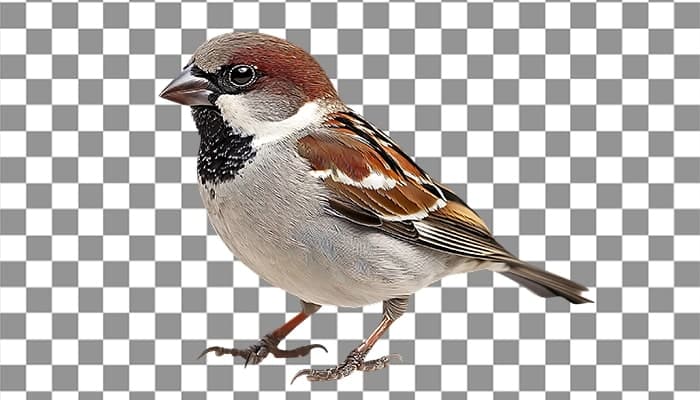 تصویر PNG گنجشک