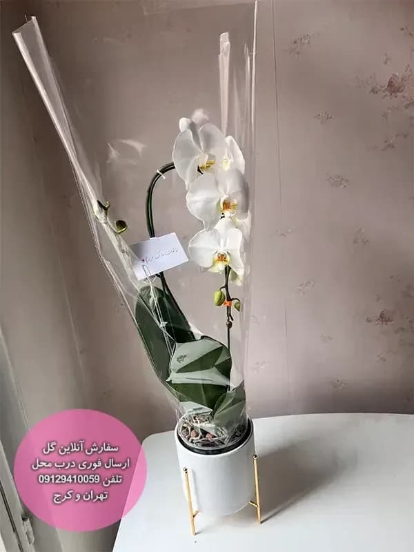 خرید ارکیده فالانوپسیس بهترین کیفیت ارسال سریع