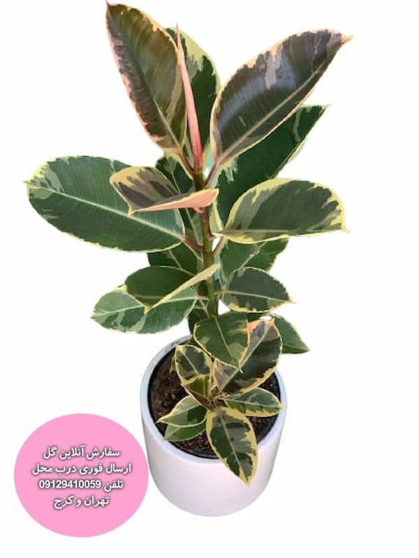 فیکوس ابلق بهترین کیفیت ارسال سه ساعته