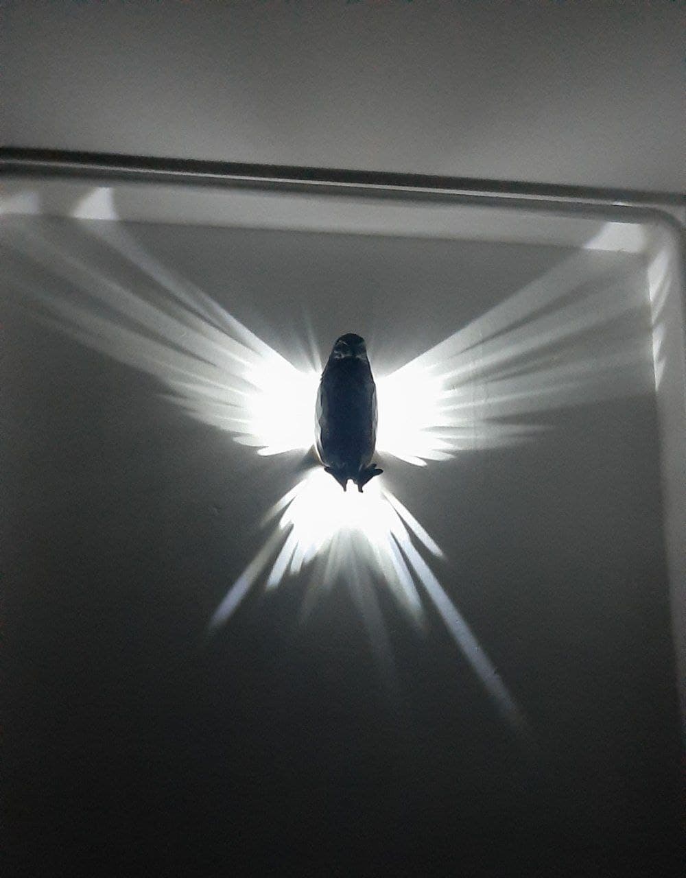 چراغ خواب طرح عقاب — تصویر ۵