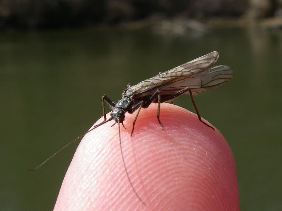 پشه ماهیگیری ( استون فلاي مشكي) Stonefly Black (بسته 5 عددی) — تصویر ۲