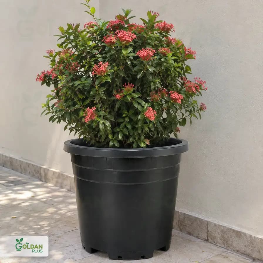 گلدان پلاستیکی اقتصادی گرد سایز 60 — تصویر ۲