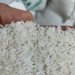 برنج طارم هاشمی درجه یک فریدونکنار مستقیم از کشاورز 10 کیلویی ارسال بصورت پسکرایه — تصویر ۲