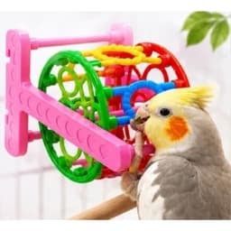اسباب بازی طوطی مدل چرخ فلک بازی پرنده(درجه یک)طوطی برزیلی،مرغ عشق،گرینچیک،عروس هلندی و… — تصویر ۴