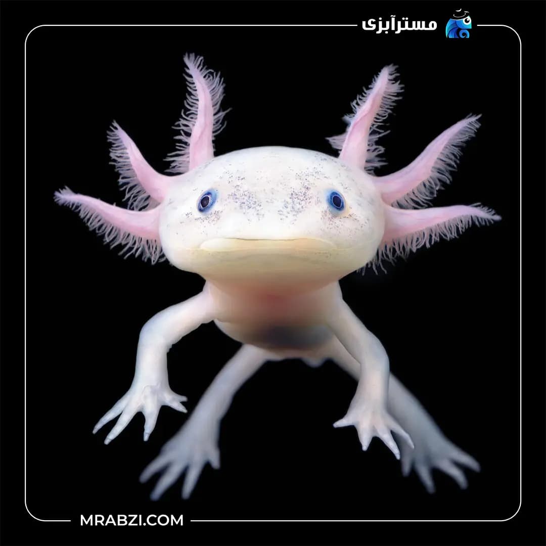 اکسولوتل — تصویر ۲