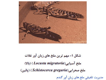 تحقیق درباره افات مهم گندم و کنترل و مدیریت آنها در ایران — تصویر ۳