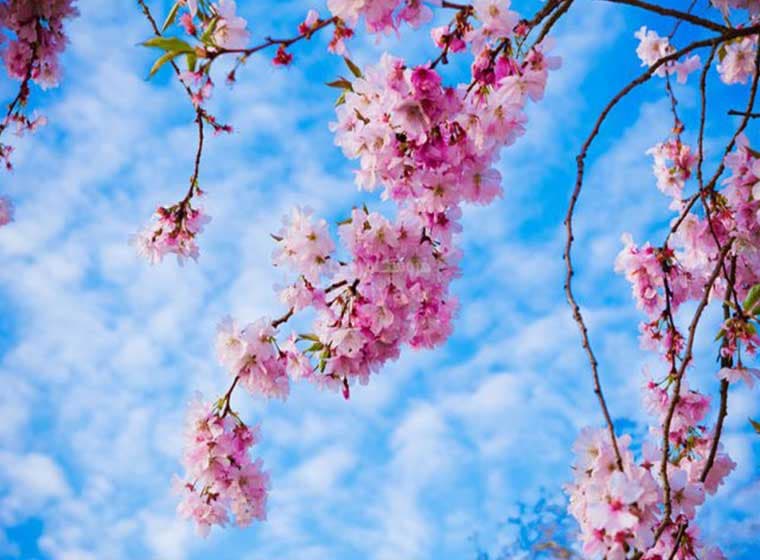 پوستر دیواری طبیعت سه بعدی شکوفه های صورتی کد NT-011 — تصویر ۲