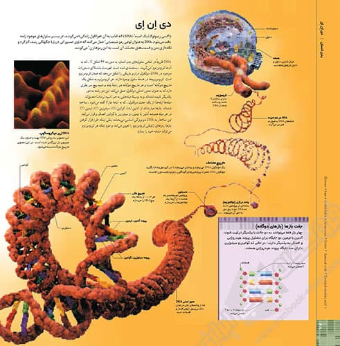 فرهنگ نامه بدن انسان — تصویر ۳
