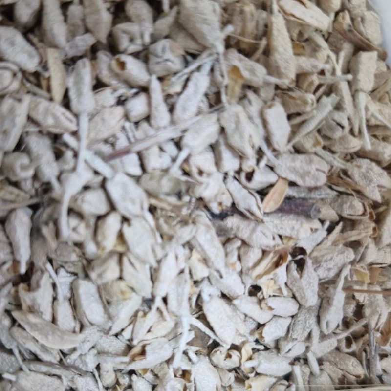 شکوفه سنجد جهت تقویت باروری یک سیر