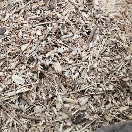شکوفه سنجد جهت تقویت باروری یک سیر — تصویر ۲