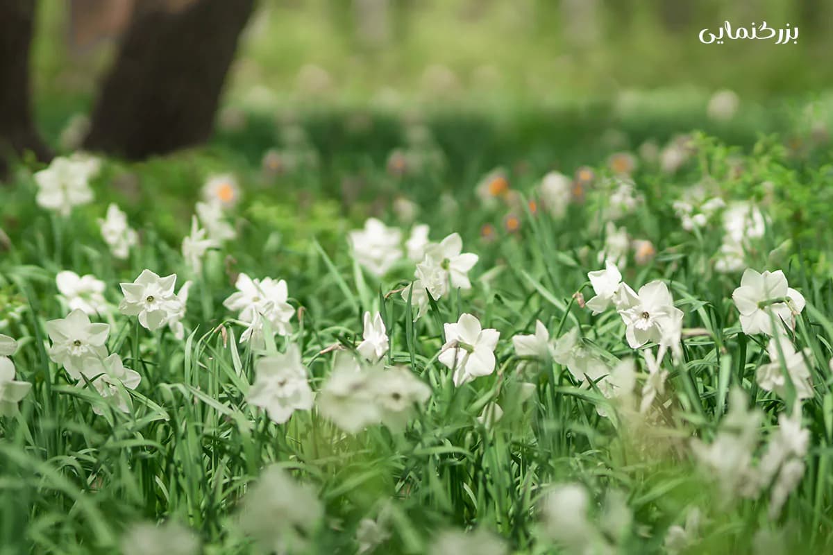 15 بک دراپ باغ بهاری برای عکاسی و آتلیه — تصویر ۷