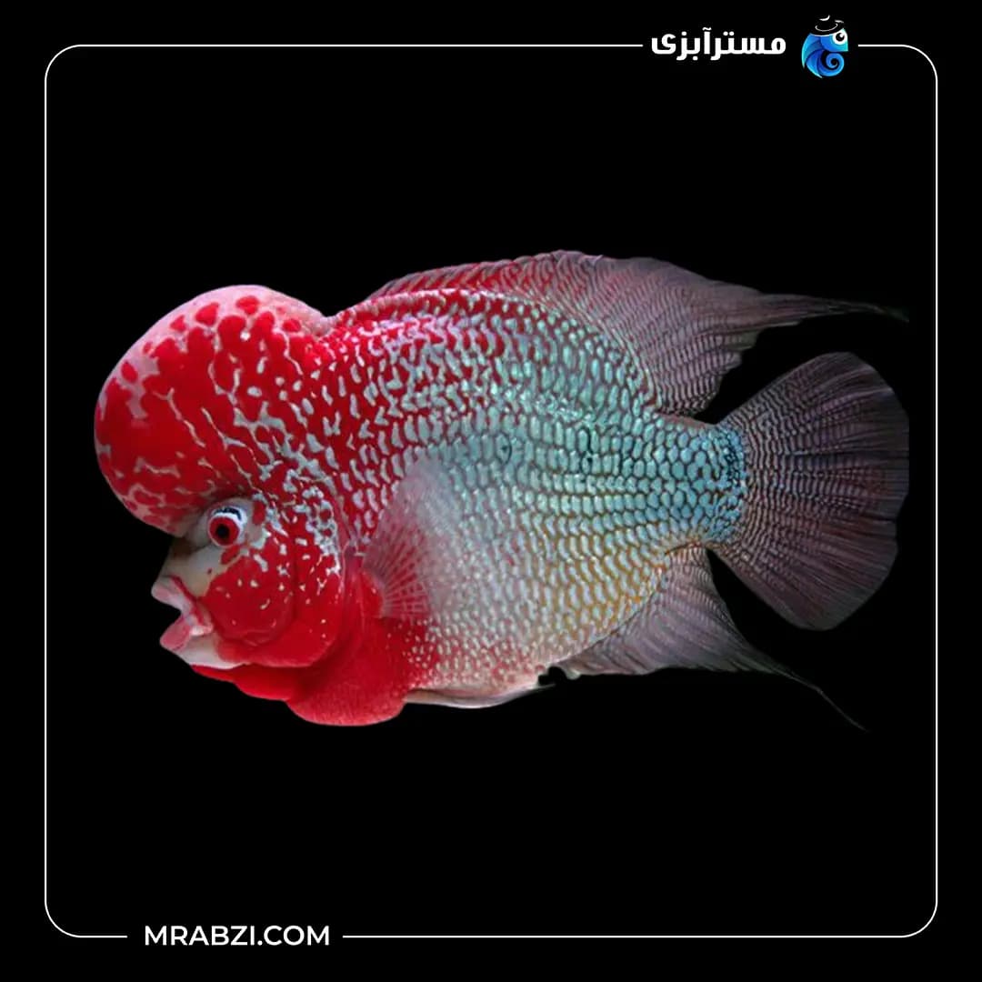 فلاور هورن گرید A