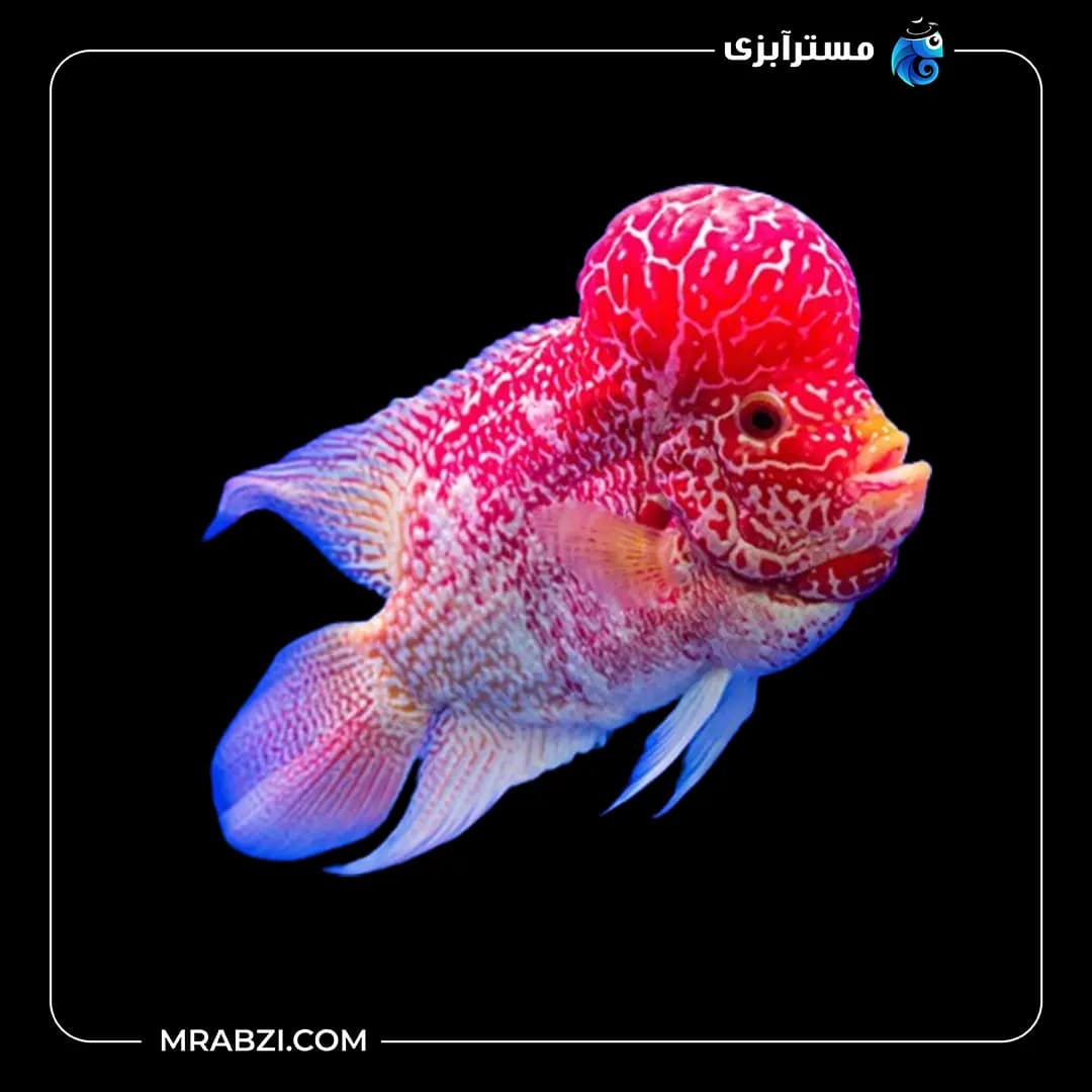 فلاور هورن وارداتی گرید دار