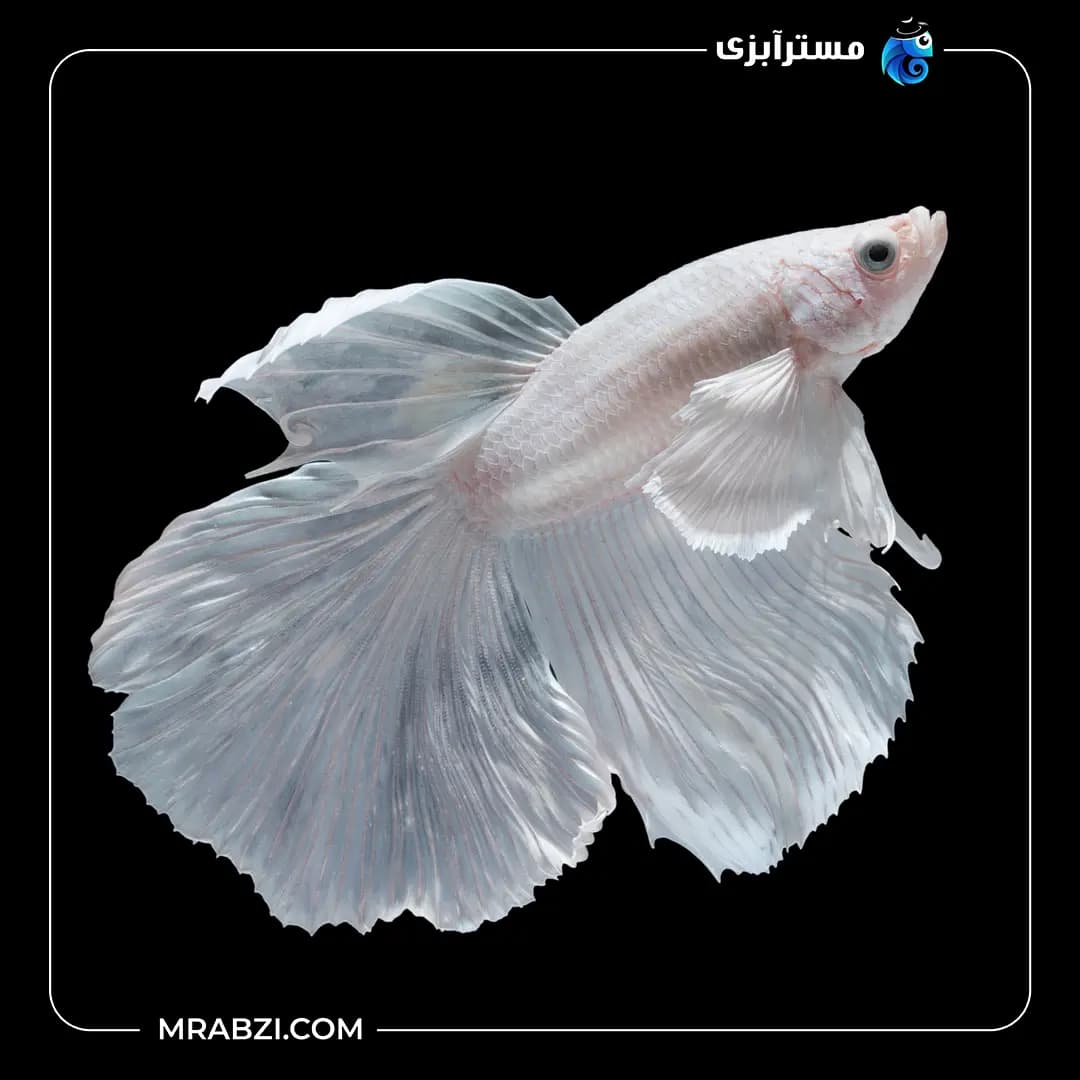 فایتر پلاتینیوم