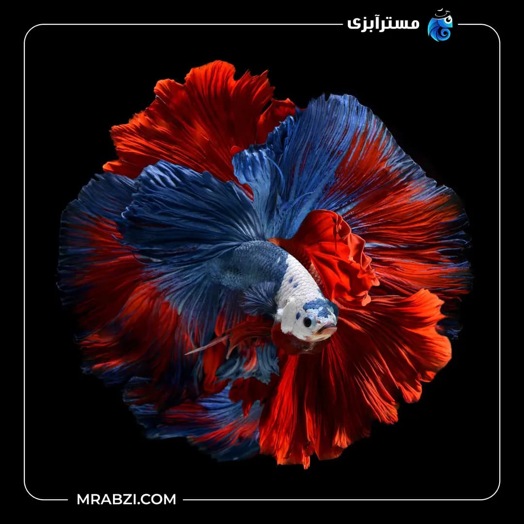 فایتر هافمون چند رنگ