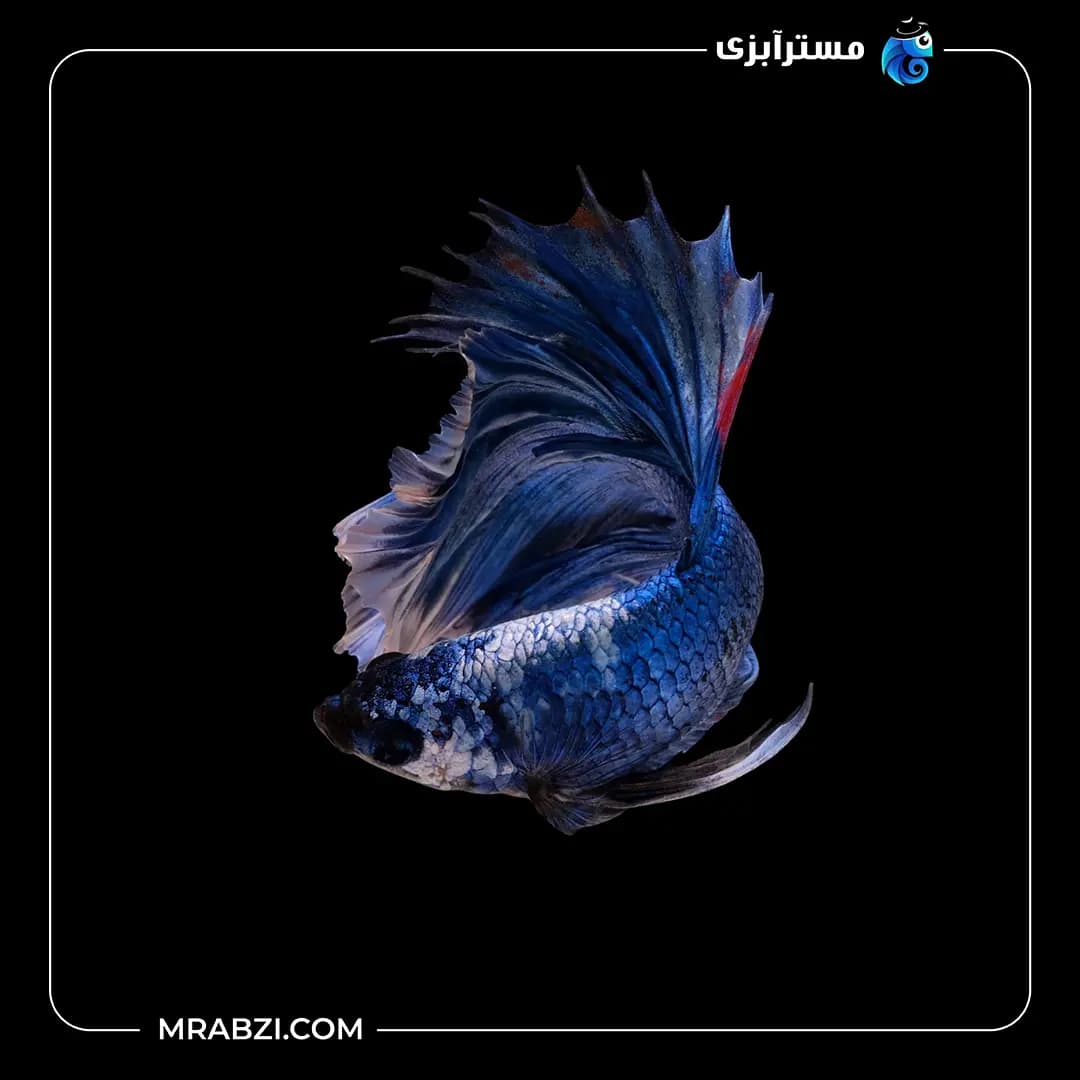فایتر هافمون آبی