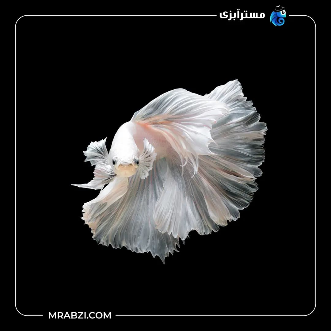 فایتر هافمون سفید
