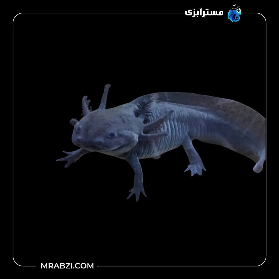 اکسولوتل مشکی