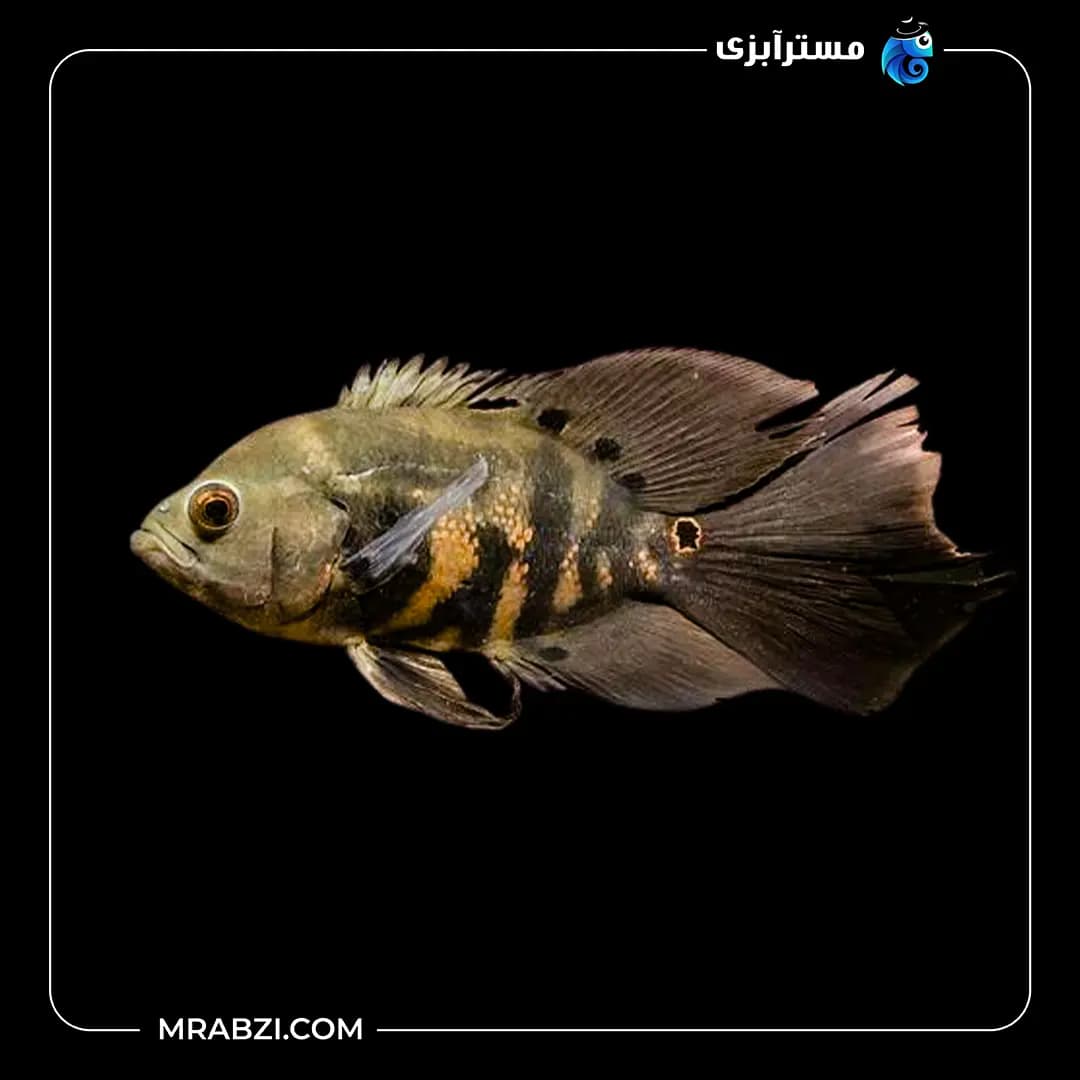 اسکار تایگر باله بلند