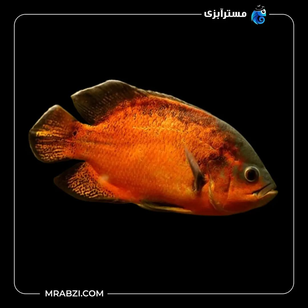 اسکار مسی